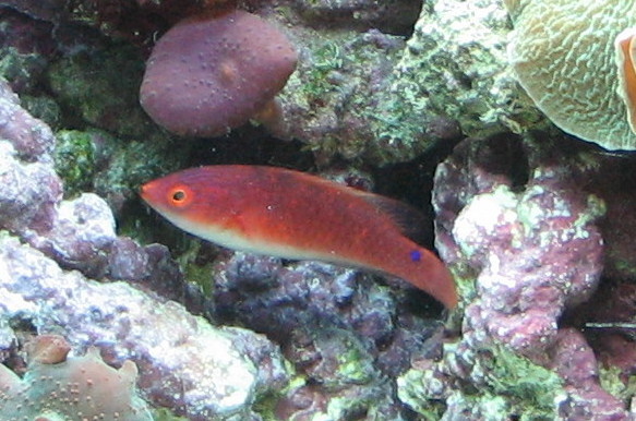 walindi fairy wrasse