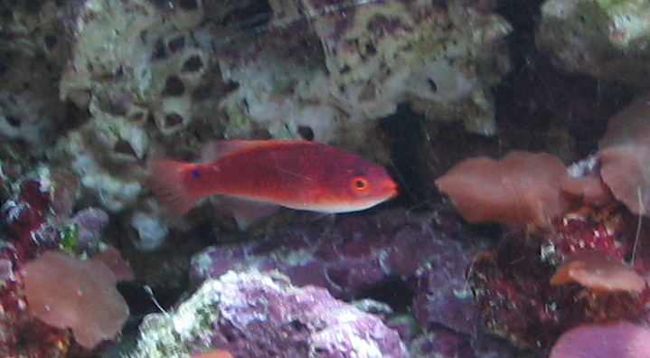 walindi fairy wrasse