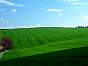 green_field___wallpaper___by_hasche.jpg