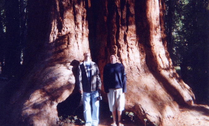 thats one tree