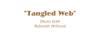 "Tangled Web" 
Photo $199
Deborah Arihood 